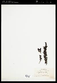 Sargassum spinifex image
