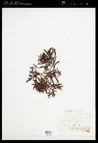 Sargassum vulgare image