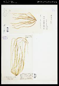 Scytosiphon lomentaria image