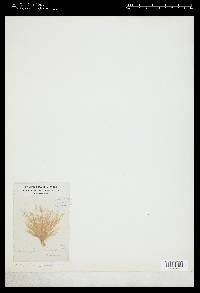 Stictyosiphon griffithsianus image