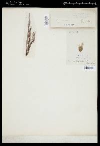 Stictyosiphon lofotensis image
