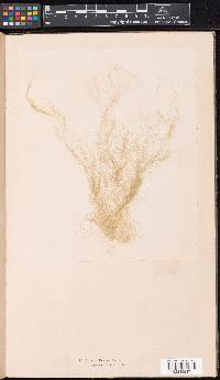 Cladophora vadorum image