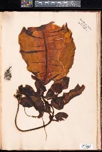 Alaria tenuifolia image