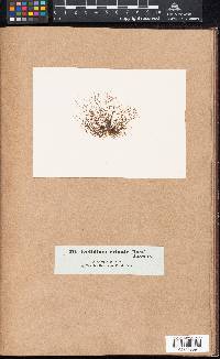 Gelidium crinale image