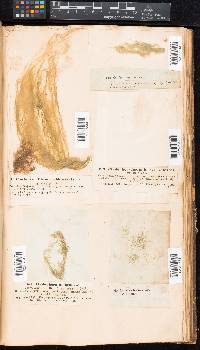 Cladophora rivularis image