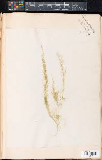 Cladophora glomerata var. crassior image