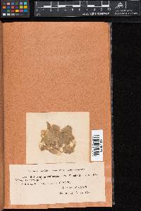 Oedogonium rufescens var. lundellii image