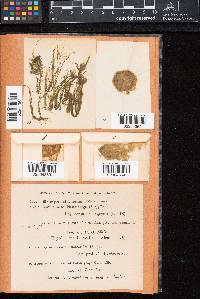 Microspora stagnorum image