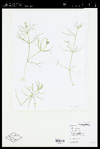 Nitellopsis obtusa image