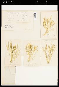 Bryopsis duchassaingii image
