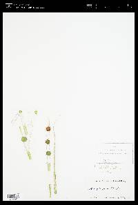 Oedogonium huntii image