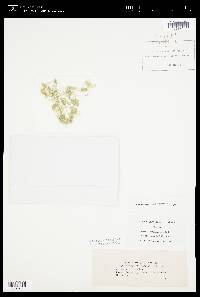 Oedogonium fasciatum image