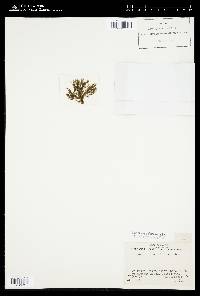 Sphacelaria californica image