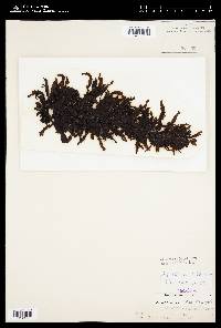 Sargassum sinclairii image