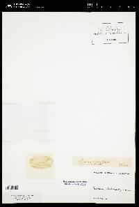 Navicula amphisbaena image
