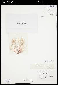 Polysiphonia gracilis image