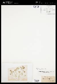 Nitella gracilis image