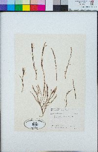 Chondria decipiens image