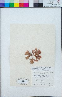 Gloiocladia laciniata image