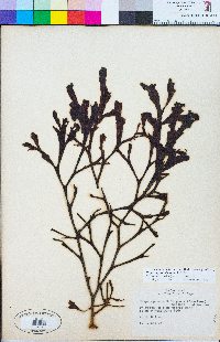 Hesperophycus californicus image