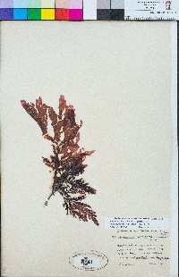 Cryptopleura ruprechtiana image