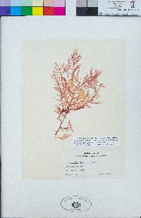 Cumathamnion decipiens image