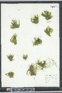 Derbesia marina image