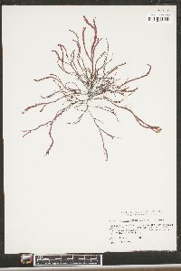 Acrochaetium flexuosum image