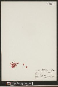Image of Apoglossum ruscifolium