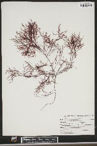 Image of Gelidium arborescens
