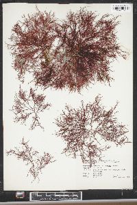 Gelidium arborescens image