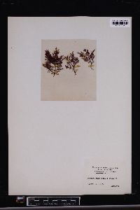 Pterocladiella tenuis image