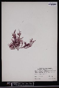 Image of Rhodoptilum plumosum