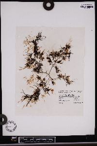 Sargassum setifolium image