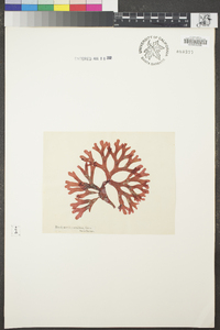 Image of Rhodymenia corallina