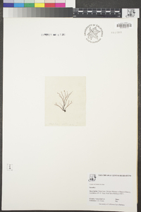 Gastroclonium ovatum image