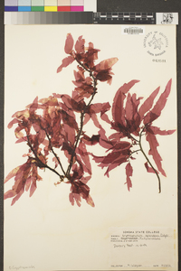 Erythrophyllum splendens image