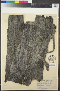 Laminaria cuneifolia image