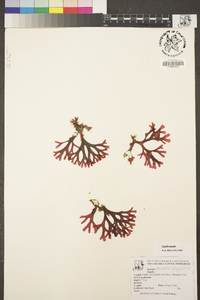 Rhodymenia callophyllidoides image