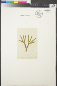 Codium tomentosum image