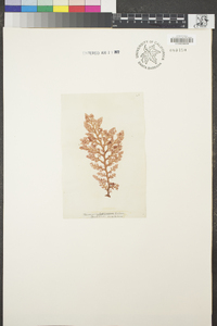 Microcladia coulteri image