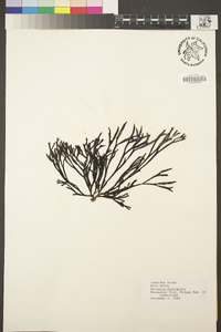 Silvetia compressa image