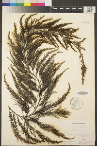 Sargassum muticum image