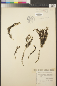 Sargassum agardhianum image