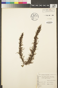 Cumagloia andersonii image