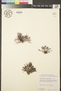Ahnfeltiopsis leptophylla image