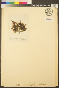 Image of Osmundea hybrida