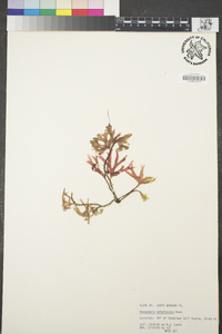 Rhodymenia arborescens image