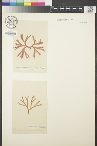 Image of Scinaia undulata