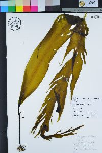 Pterygophora californica image